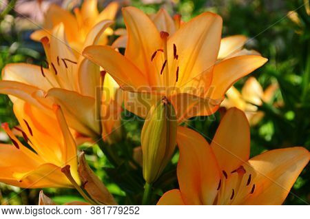 Brightly Orange Lily Flowers. Beautiful Flowers With Orange Petals.