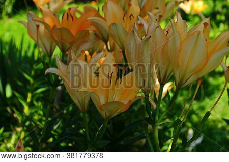 Brightly Orange Lily Flowers. Beautiful Flowers With Orange Petals.
