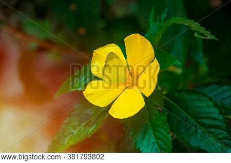 Yellow Butterfly On Bright Yellow Flowers Of Sage Rose, West Indian Holly. Scientific Name: Turnera 