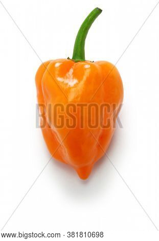 habanero hot chili pepper isolated on white background
