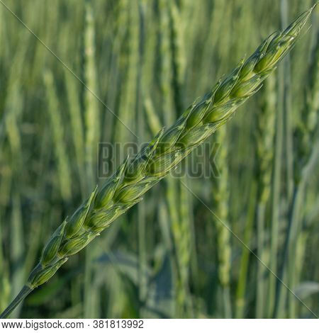 Green Wheat Field On A Sunny Day