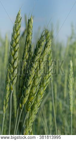 Green Wheat Field On A Sunny Day
