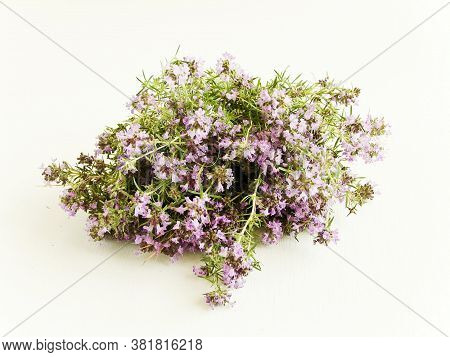 Wild Oregano On White