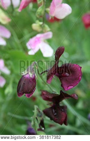 Sweet Pea In The Morning Garden. August 2020