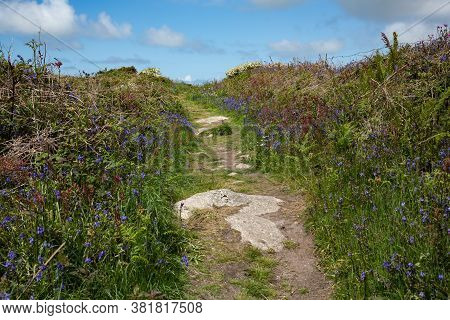 Wildflowers Next To Rocky Path On Penwith Peninsula, Cornwall, Uk
