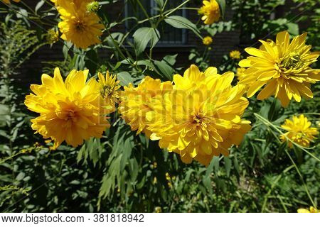 Bright Yellow Flowers Of Rudbeckia Laciniata Goldquelle In July