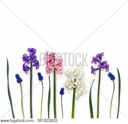 Beautiful Flowers Hyacinths And Flowers Muscari On White Background With Space For Text. Top View, F