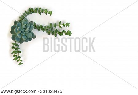 Creative Decoration Of Green Blue Succulents On A White Background With Space For Text. Top View, Fl