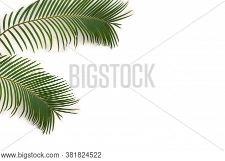 Tropical Leaf Palm Tree ( Cycas Revoluta ) On A White Background. Top View, Flat Lay