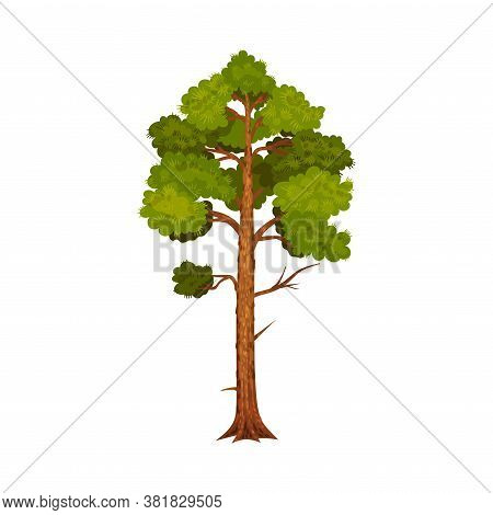 Tree With Exuberant Green Foliage And Trunk Vector Illustration