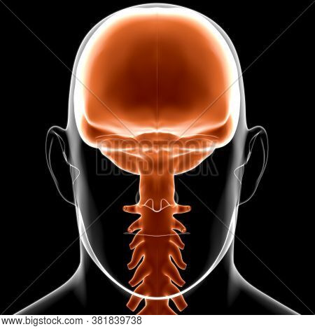 Dura Mater Anatomy For Medical Concept 3D