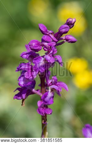 Early Purple Orchid (orchis Mascula)