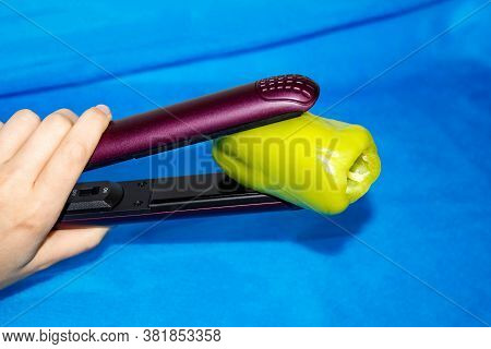 A Woman's Hand Holds A Hair Styler Green Bell Pepper On A Blue Background. Concept Of Healthy Nutrit