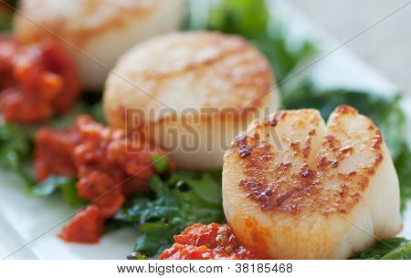 Antipasto di capasanta