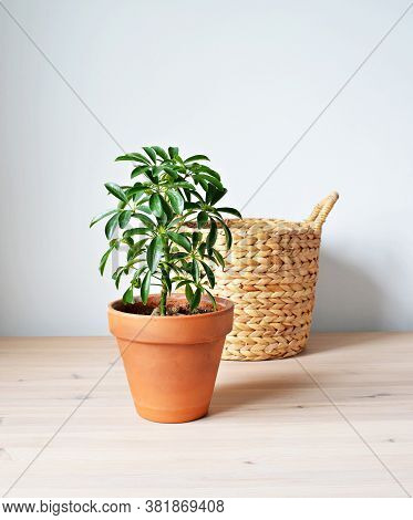 Shefflera House Plant In Terracotta Pot And Wicker Basket On Wooden Desk