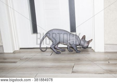 Sphinx Gray Cat Looking Under A Door On The Floor. Beautiful Hairless Sphynx Gray Kitten Back View.