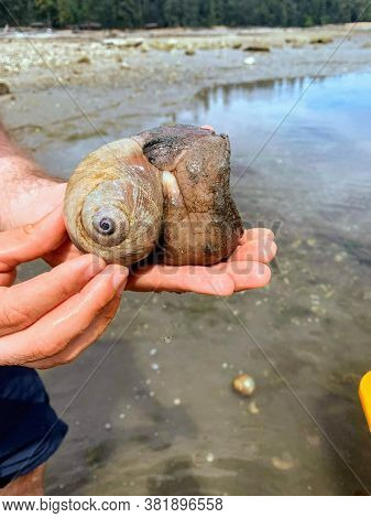 A Closeup Photo Of A Hand Holding A Drake's Moonsnail Or Glossaulax Draconis, Found In The Ocean Wat