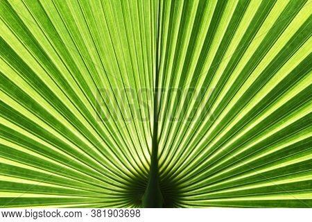 Close Up Vanuatu Fan Palm Leaf In Garden
