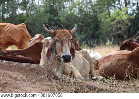 Herds Of Cows Laying Down In The Grassland Under The Shade Of The Tree.