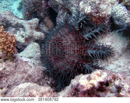 Starfish - Asteroidea Acantas - Acanthasteridae Crown Of Thorns.