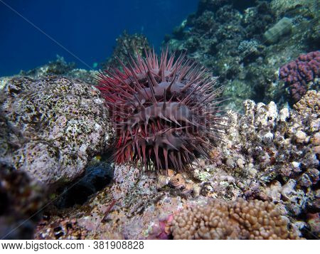 Starfish - Asteroidea Acantas - Acanthasteridae Crown Of Thorns.