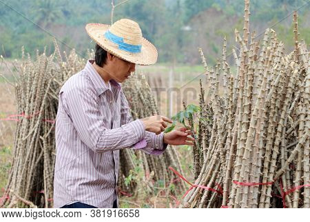 Male Farmer Catching  Leaf Stalk Of Tapioca Plant With Tapioca Limb That Cut The Stack Together In T