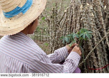 Female Farmer Catching  Leaf Stalk Of Tapioca Plant With Tapioca Limb That Cut The Stack Together In