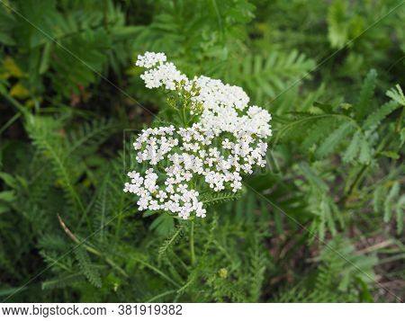 Medicinal Wild Herb Yarrow Achillea Millefolilium . The Plant During Flowering , Closeup.