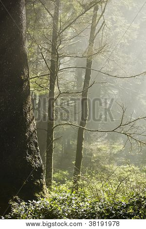 Forest zonlicht