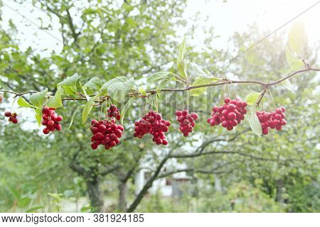 Red Fruits Of Schisandra Growing On Branch In Row. Clusters Of Ripe Schizandra. Crop Of Useful Plant