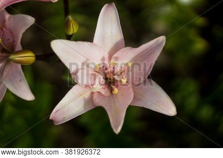 Pink Lilies In The Garden. Many Colors. Beautiful Flowers. Greenery Around