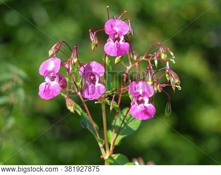 Beautiful Pink Flowers Of The Invasive Species Himalayan Balsam, Impatiens Glandulifera