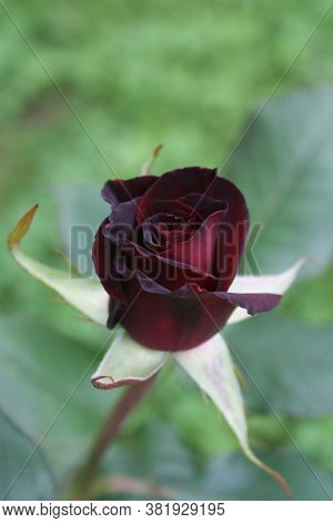 Rose ('black Bacarra') In The Morning Garden. August 2020