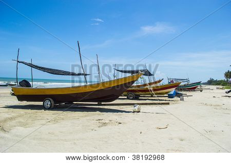 ปลา beached
