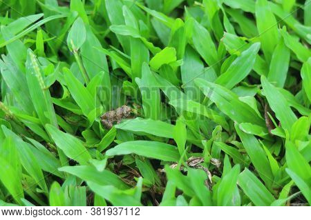 Closeup A Brown Small Frog On Vibrant Green Leaves