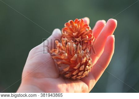 Pine Spruce Cones In Hand Close-up. Shallow Depth Of Field. Beautiful Pine Cones Close-up.