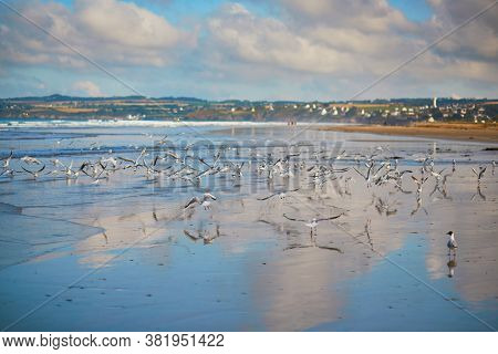 Large Flock Of Seagulls On Atlantic Ocean Beach In Finistere, Brittany, France