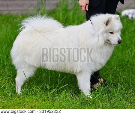 Samoyed Dog (samoyed, Samoyed Husky, Samoyed Spitz, Sammi)