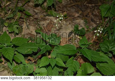 Circaea Lutetiana - Wild Plant. Plant Blooming In Summer.