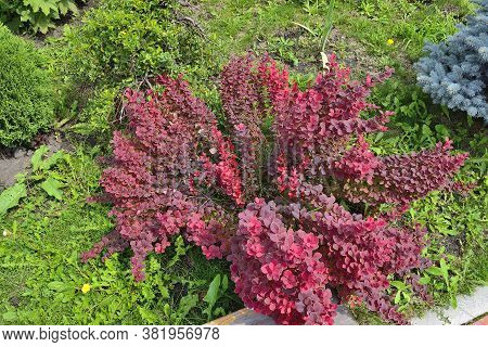 Cultivar Thunbergs Barberry (berberis Thunbergii 