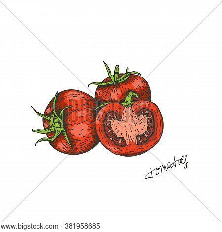 Vector Illustration Of Tomatoes Drawn By Hand. Isolate The Tomatoes And Cut Them In Half. Vegetable 