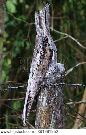 Closeup Of A Common Potoo (nyctibius Griseus) With Selective Focus