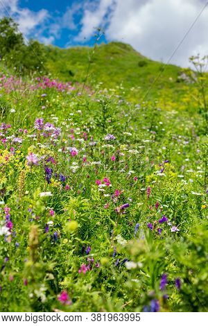 Beautiful Green Mountain Landscape With Flowers In Lago-naki