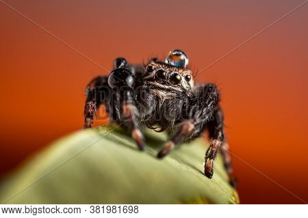 Black Spider (evarcha Arcuata, Jumping Spider). Water Droplets On Body And Head, After The Rain. Hig