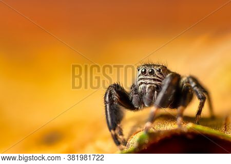 Black Jumper (evarcha Arcuata, Jumping Spider) Crawling On A Dry Leaf. Close-up Image Of A Spider, M