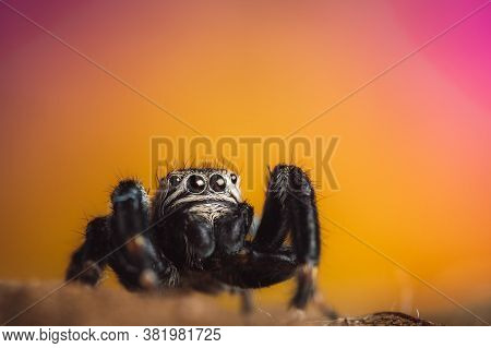 Black Spider (evarcha Arcuata, Jumping Spider). High Magnification, Macro, Many Details.