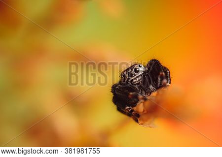 Black Spider (evarcha Arcuata, Jumping Spider). High Magnification, Macro, Many Details.