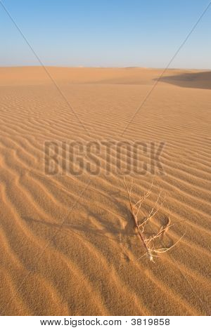 Dünen in der Wüste