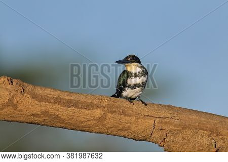 Female Green Kingfisher (chloroceryle Americana) Perched On A Tree, Costa Rica