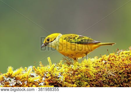 Silver-throated Tanager (tangara Icterocephala) Sitting On A Branch, Costa Rica